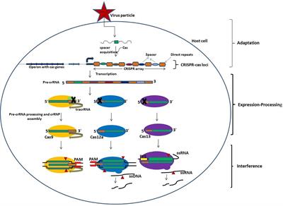 CRISPR-Cas System: An Approach With Potentials for COVID-19 Diagnosis and Therapeutics